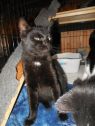 . Blacky .