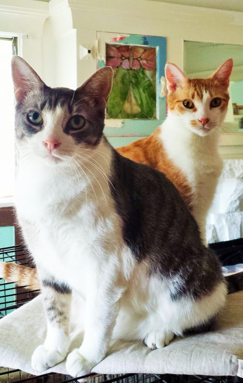 . Charlie and Bravo .