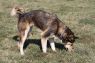 . Sitka AA .