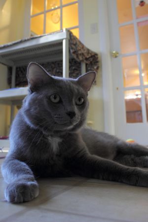. CHANCE & LUCKY - BONDED BROTHERS .