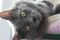 . CHANCE & LUCKY - BONDED BROTHERS .