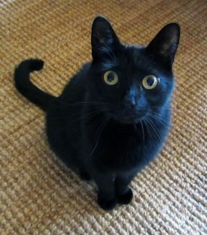 . Evie: Sweet & Shy 8 Y.O. Petite Bombay Girl & Loving Kitty Companion. .