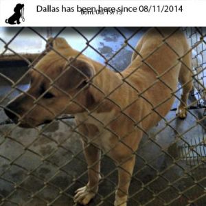 . Dallas .