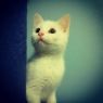 . Olivia, Astrid & Petra - Wyomissing PetSmart .