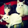 . Olivia, Astrid & Petra - Wyomissing PetSmart .