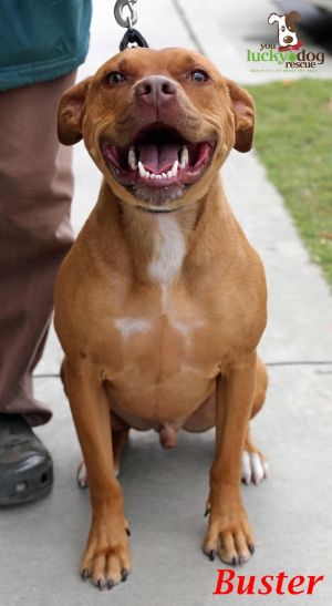. Buster Brown- Courtesy Post .
