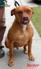 . Buster Brown- Courtesy Post .