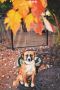 . Foxfire (Foxy) .