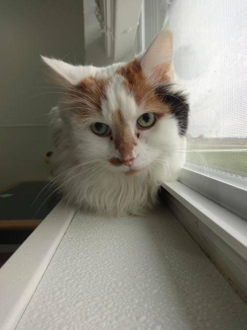 . Chloe .