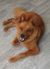 . Sandy - COURTESY POST .