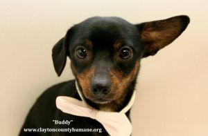 . Buddy .
