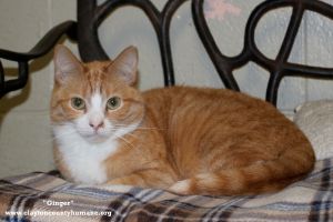 . Ginger .