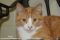 . Ginger .
