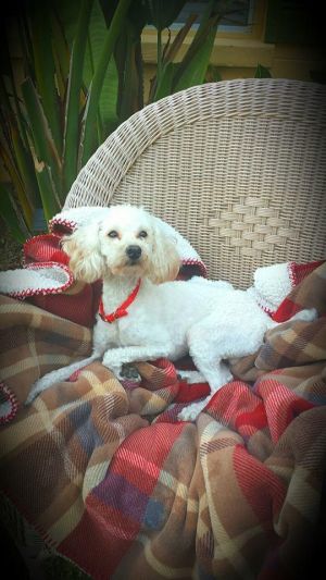 . Maurice le Poodle .