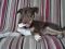 . Bella (Courtesy Post) .