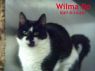 Wilma Do