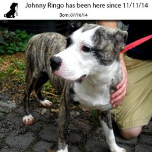 . Johnny Ringo .