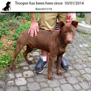 . Trooper .