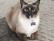 . Mitzy - COURTESY POST .