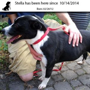 . Stella .