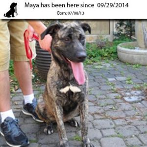 . Maya .