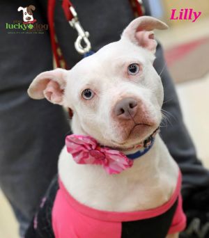. Lilly .