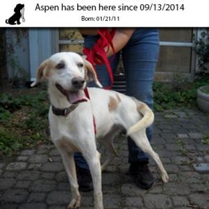 . Aspen .