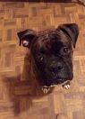 . Diesel .