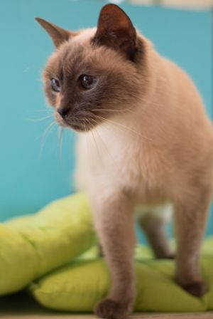 . Coco .
