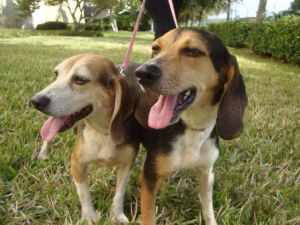 . Mindy & Kimmie - Mini-beagles! .