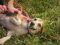 . Mindy & Kimmie - Mini-beagles! .