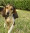 . Mindy & Kimmie - Mini-beagles! .