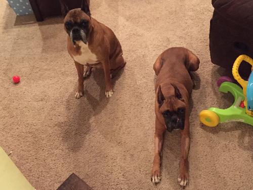 . Max and Chico .