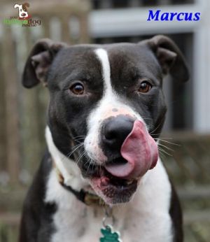 . Marcus .