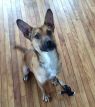Merlin HERE IN NH AT MARY'S DOGS INN!!!!