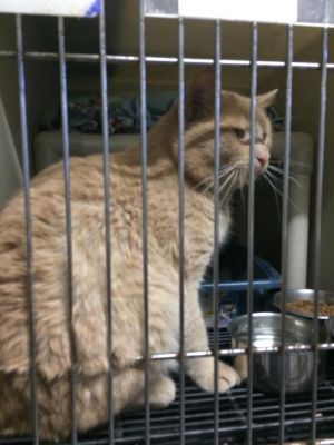 . Crookshanks -Special Fee $75-FIV+ .