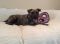 . Daisy Mae .