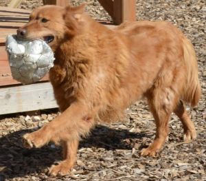 . Brownie-Big Red .