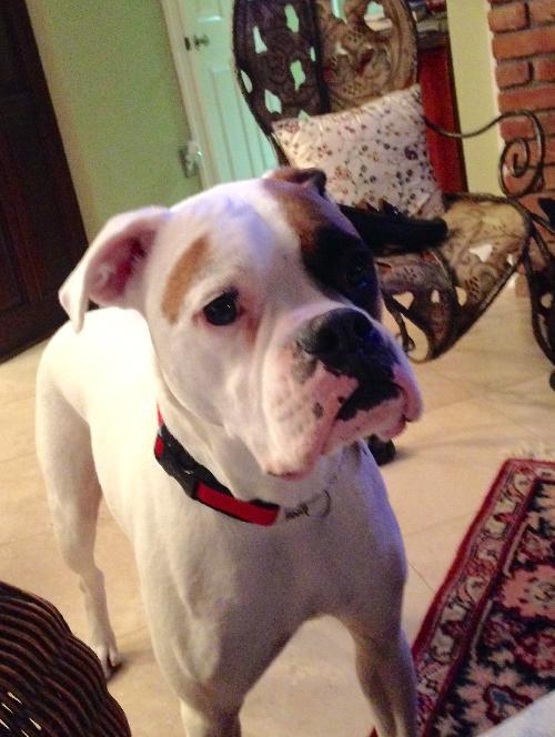 . Petey .