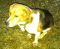 . --Beagle Boy .