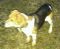 . --Beagle Boy .