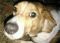 . --Beagle Boy .