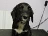 Dessa. HOLD FOR RESCUE
