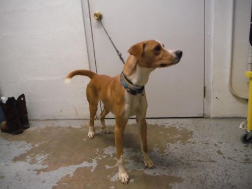 . URGENT-Chip .