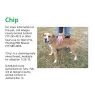 . URGENT-Chip .
