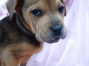 . Tatyana (of The Russian Litter) .