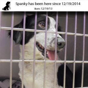 . Spanky .