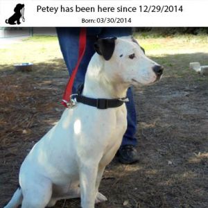 . Petey .