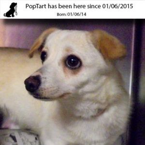 . Poptart .