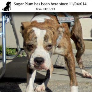 . Sugar Plum .
